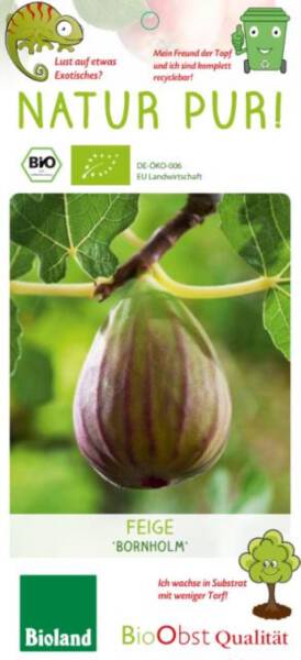 Bio Feigenbaum Bornholm fiscus carica 3 L