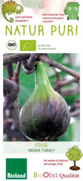 Bio Feigenbaum Brown Turkey fiscus carica 3 L