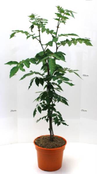 Bio Szechuanpfeffer 3 L