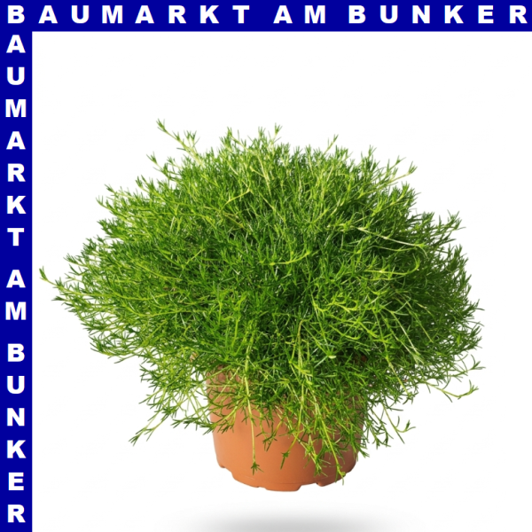 Sagina subulata Sternmoos 12 cm Topf