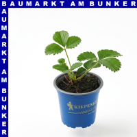 Erdbeeren Mieze Schindler 10,5 cm Topf