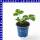 Erdbeeren Mieze Schindler 10,5 cm Topf