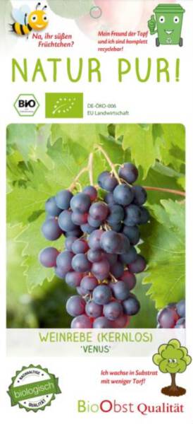 Bio Weinrebe Venus Kernlos 3 L
