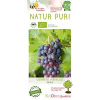 Bio Weinrebe Venus blau kernlos 3 L