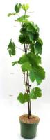 Bio Weinrebe Venus blau kernlos 3 L