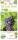 Bio Weinrebe Venus  BlauKernlos 3 L
