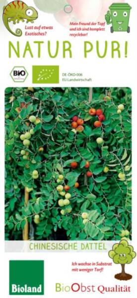 Bio Chinesische Dattel - Ziziphus Busch 3 L