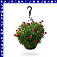 Helichrysum Strohblume Ampel 25 cm Topf