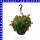 Helichrysum Strohblume Ampel 25 cm Topf