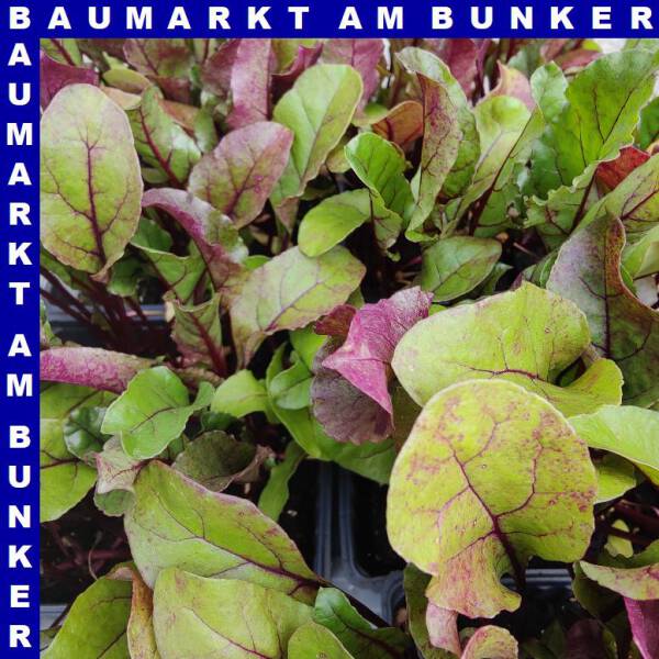 Rote Bete weiß rot geringelt 9 St in Schale