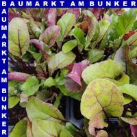 Rote Bete weiß rot geringelt 9 St in Schale