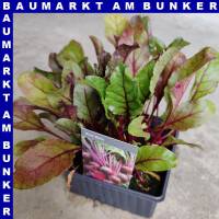 Rote Bete weiß rot geringelt 9 St in Schale