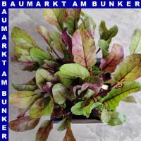 Rote Bete weiß rot geringelt 9 St in Schale