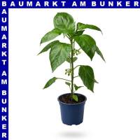 Veredelte Blockpaprika Benita Maxi gelb 12 cm Topf