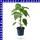 Veredelte Blockpaprika Benita Maxi gelb 12 cm Topf