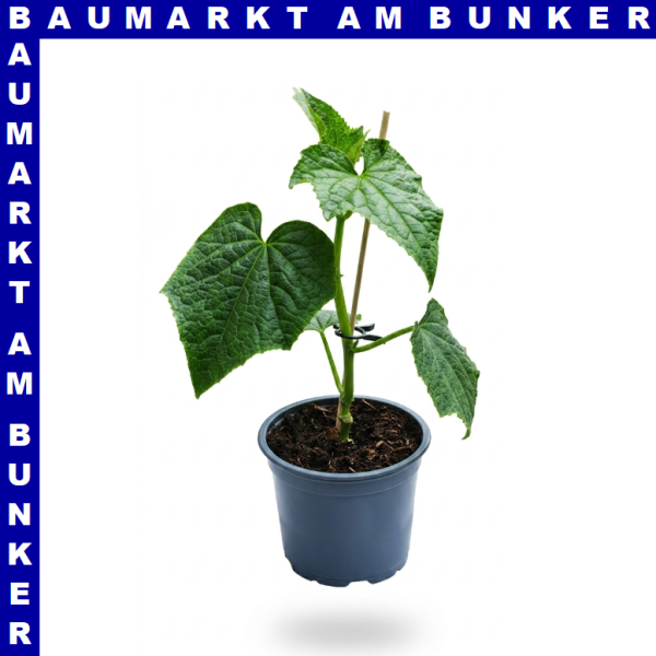 Veredelte Mini Schlangengurken Milene Weiß 12 cm Topf