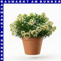 Alyssum Steinkraut 12 cm Topf