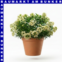 Alyssum Steinkraut 12 cm Topf