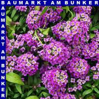Alyssum Steinkraut 12 cm Topf