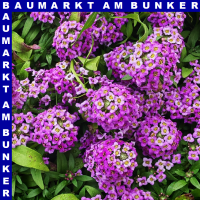 Alyssum Steinkraut 12 cm Topf