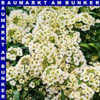 Alyssum Steinkraut 12 cm Topf