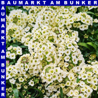 Alyssum Steinkraut 12 cm Topf