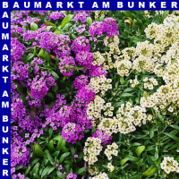 Alyssum Steinkraut 12 cm Topf