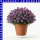 Alyssum Steinkraut 12 cm Topf