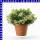 Alyssum Steinkraut 12 cm Topf