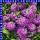 Alyssum Steinkraut 12 cm Topf
