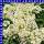 Alyssum Steinkraut 12 cm Topf