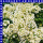 Alyssum Steinkraut 12 cm Topf