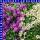 Alyssum Steinkraut 12 cm Topf