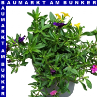 Zauberglöckchen Calibrachoa 12 cm Topf