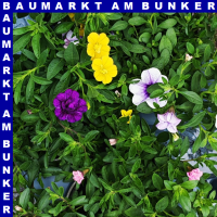 Zauberglöckchen Calibrachoa 12 cm Topf