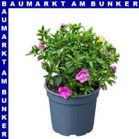 Zauberglöckchen Calibrachoa 12 cm Topf