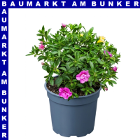 Zauberglöckchen Calibrachoa 12 cm Topf