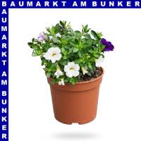 Zauberglöckchen Calibrachoa 12 cm Topf