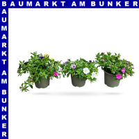 Zauberglöckchen Calibrachoa 12 cm Topf