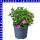 Zauberglöckchen Calibrachoa 12 cm Topf
