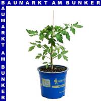 Veredelte Fleischtomate Fido Midi Rot 12 cm Topf