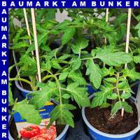 Veredelte Fleischtomate Fido Midi Rot 12 cm Topf