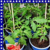 Veredelte Fleischtomate Fido Midi Rot 12 cm Topf