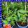 Veredelte Fleischtomate Fido Midi Rot 12 cm Topf