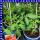 Veredelte Fleischtomate Fido Midi Rot 12 cm Topf
