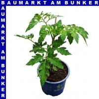Veredelte Aroma Tomate Alido Rot 12 cm Topf