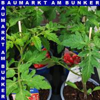 Veredelte Aroma Tomate Alido Rot 12 cm Topf
