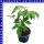 Veredelte Aroma Tomate Alido Rot 12 cm Topf