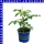 Veredelte Pflaumen-Cherrytomaten Pano rot 12 cm Topf