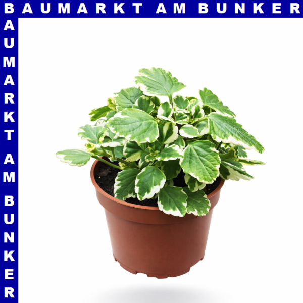 Plectranhus Weihrauch 12 cm Topf